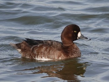 Tufted Duck Isanuma Mon, 4/11/2022