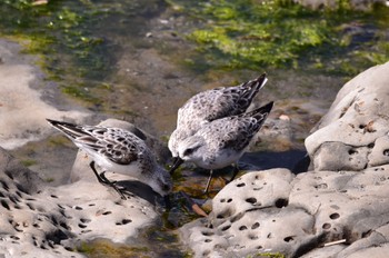 Sanderling 静岡県 御前崎海岸 Sun, 4/10/2022