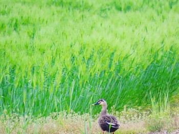 Eastern Spot-billed Duck 石川県加賀市 Thu, 4/14/2022