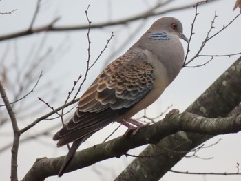 Oriental Turtle Dove 奈良県奈良市 Wed, 4/13/2022