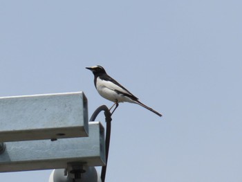 Japanese Wagtail 石川県加賀市 Wed, 4/13/2022