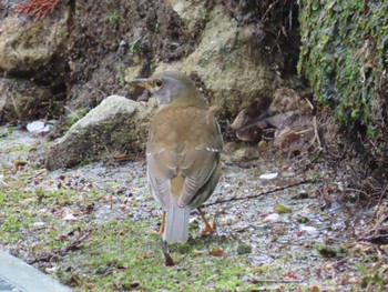 Pale Thrush 石川県加賀市 Wed, 4/13/2022