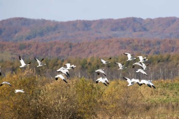 Snow Goose 十勝平野 Mon, 10/26/2020