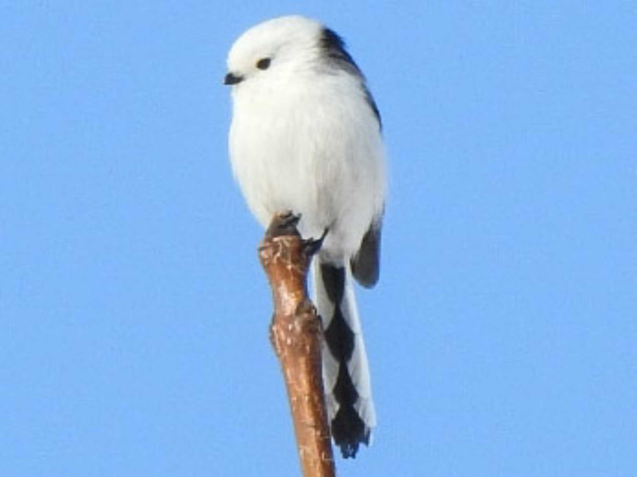 これは厳寒の2月の様子