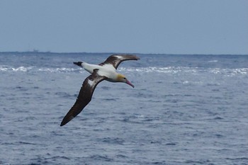 アホウドリ 八丈島航路 2022年4月13日(水)