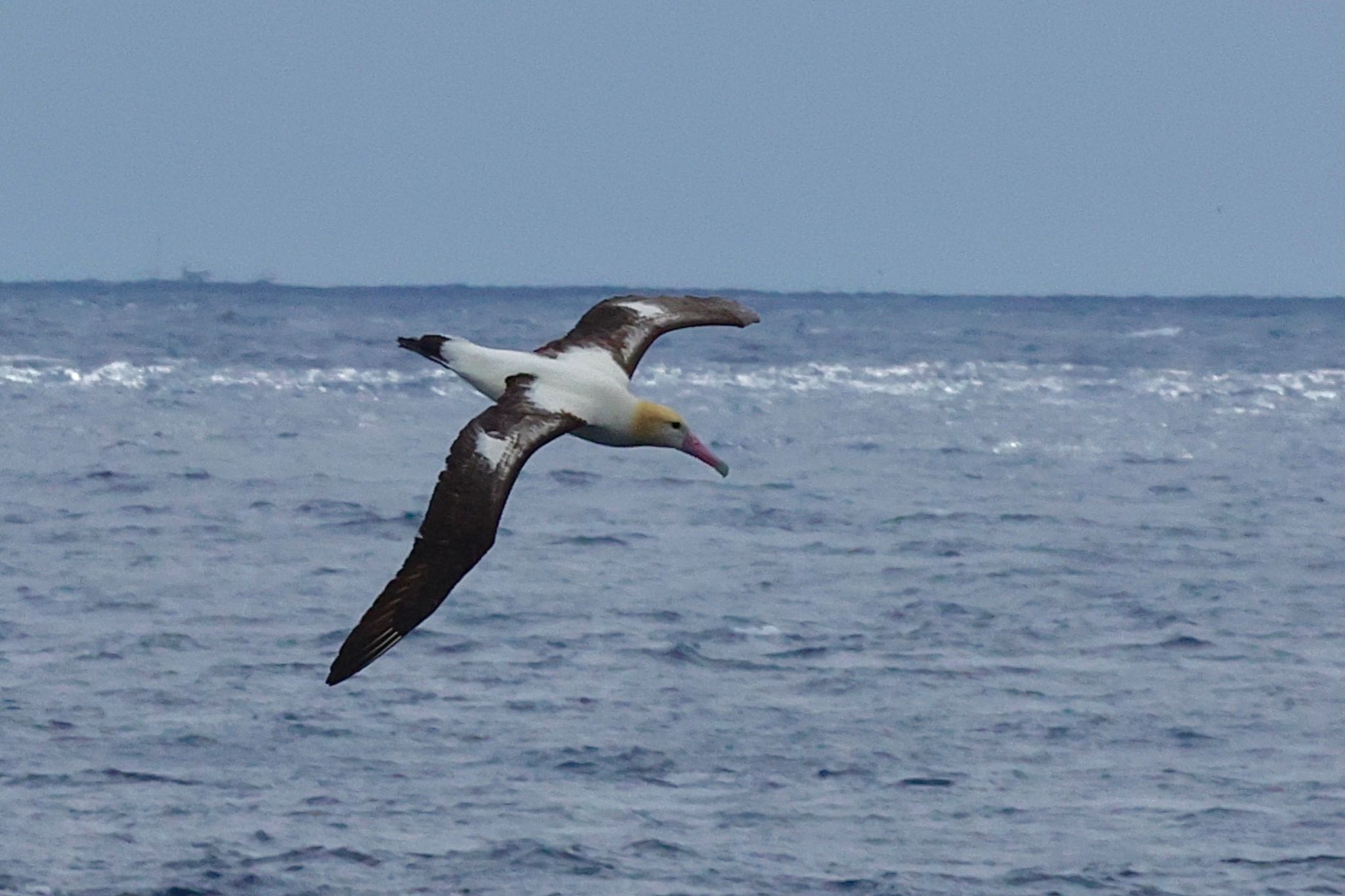 八丈島航路 アホウドリの写真