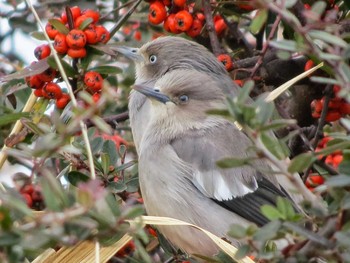 White-shouldered Starling 和歌山市 Sat, 1/19/2013