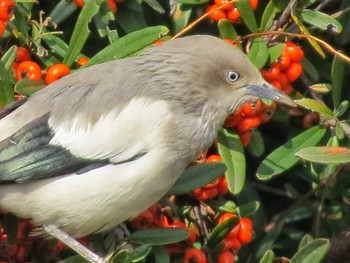 White-shouldered Starling 和歌山市 Tue, 1/29/2013