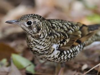 White's Thrush 南公園 Fri, 4/8/2022