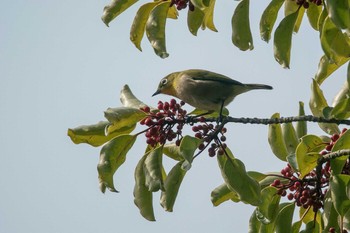 Warbling White-eye Akashi Park Wed, 11/15/2017