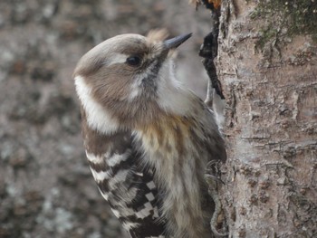 Sat, 2/12/2022 Birding report at 多々良沼