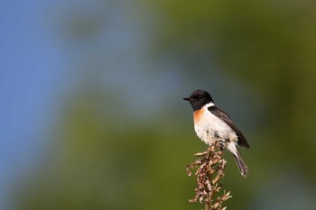 Amur Stonechat バラキ湖 Sat, 6/2/2018