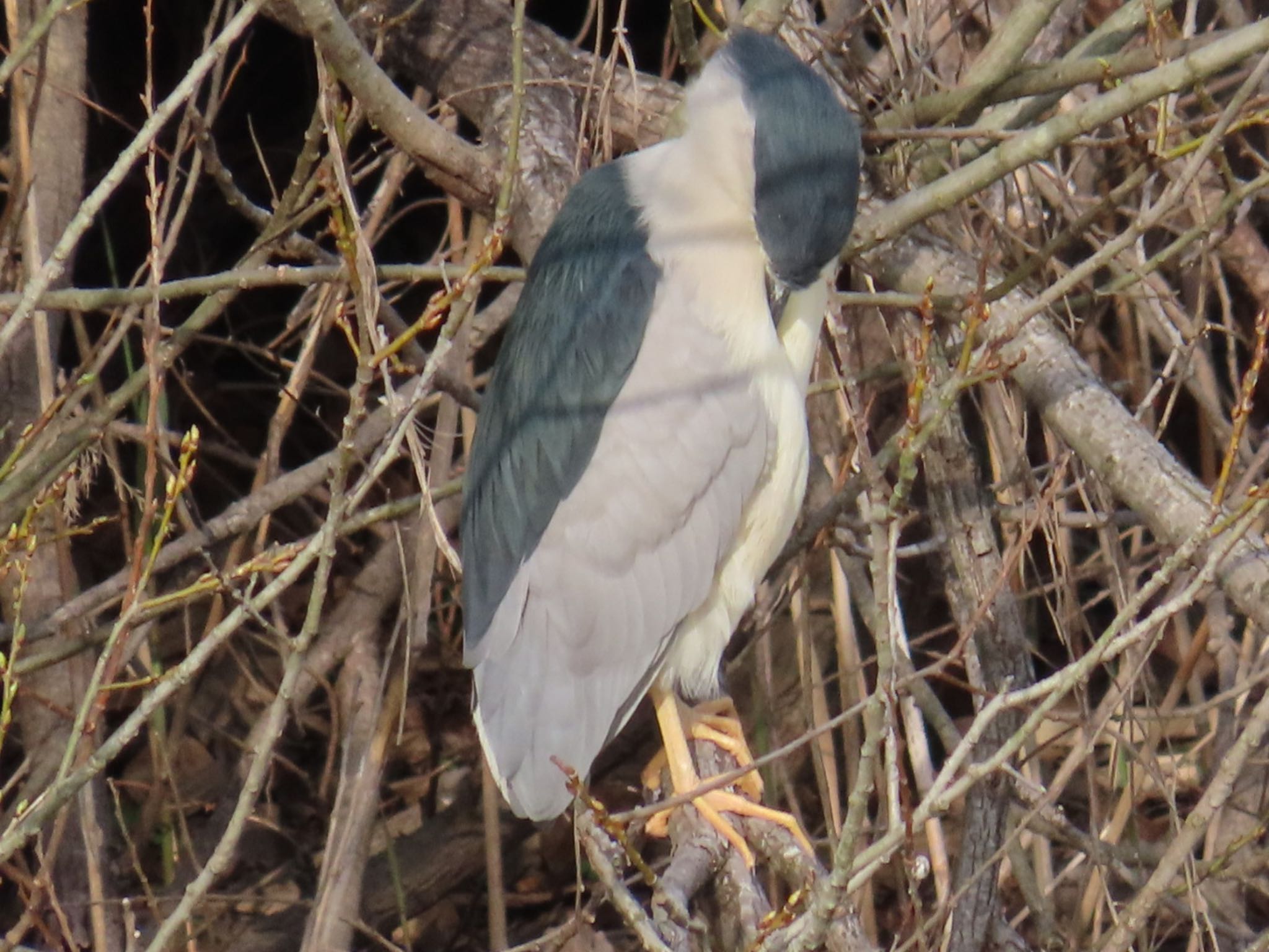 Photo of Black-crowned Night Heron at 池島 by みーちゃん