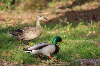 2022年4月6日(水) 京都御苑の野鳥観察記録