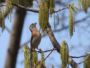 2022年4月10日(日) 岡山県の野鳥観察記録