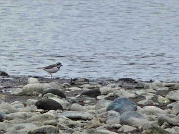 Sat, 3/19/2022 Birding report at 酒匂川河口