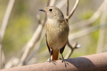 Daurian Redstart 洗足池(大田区) Sat, 3/12/2022