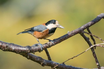 Varied Tit Akashi Park Wed, 11/15/2017