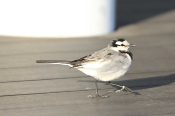 White Wagtail 羽田空港 Tue, 2/22/2022