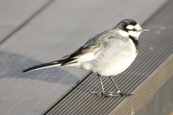 White Wagtail 羽田空港 Tue, 2/22/2022