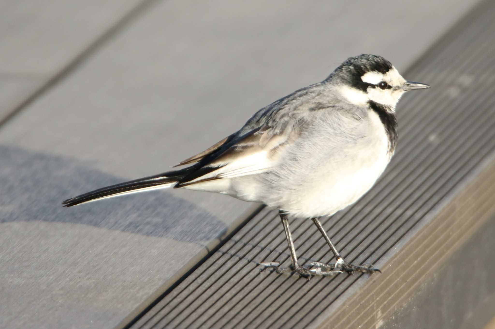 Photo of White Wagtail at 羽田空港 by 日野いすゞ