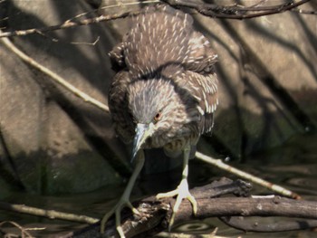 2022年3月20日(日) 轡関の野鳥観察記録