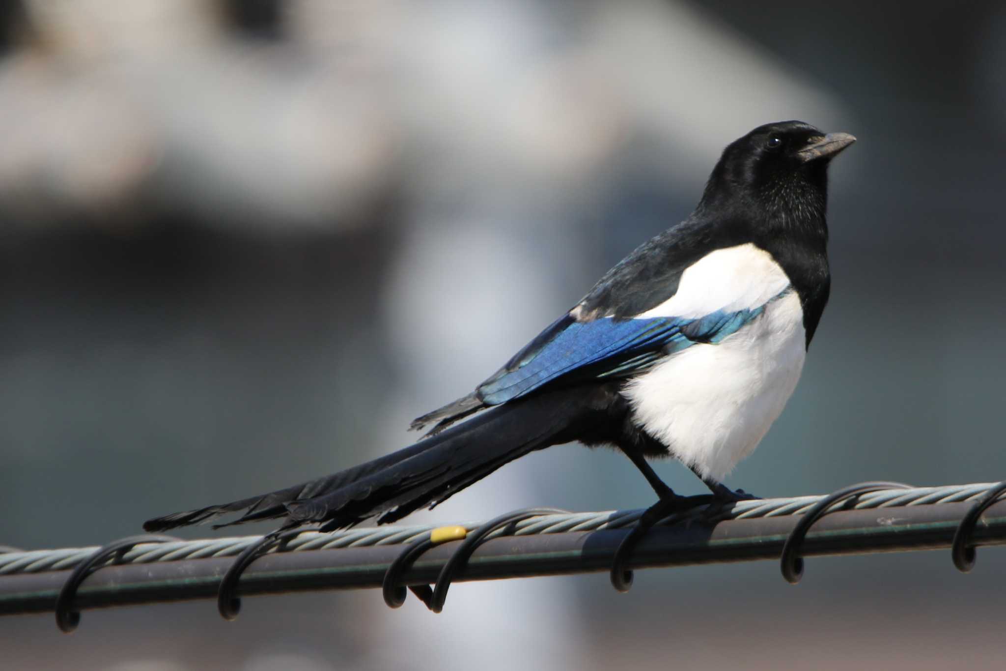 Photo of Eurasian Magpie at 千歳駅 by 日野いすゞ