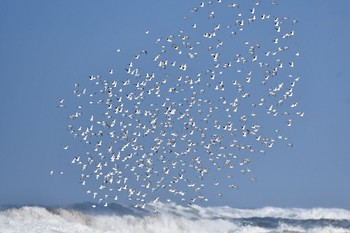 ミユビシギ 石川県 2017年11月12日(日)