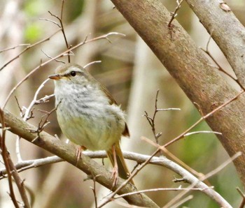 Japanese Bush Warbler 長瀞町 Wed, 4/14/2021