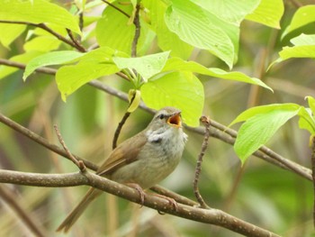 Japanese Bush Warbler 長瀞町 Tue, 4/13/2021