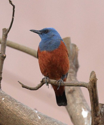 Blue Rock Thrush 八王子市 Thu, 4/14/2022