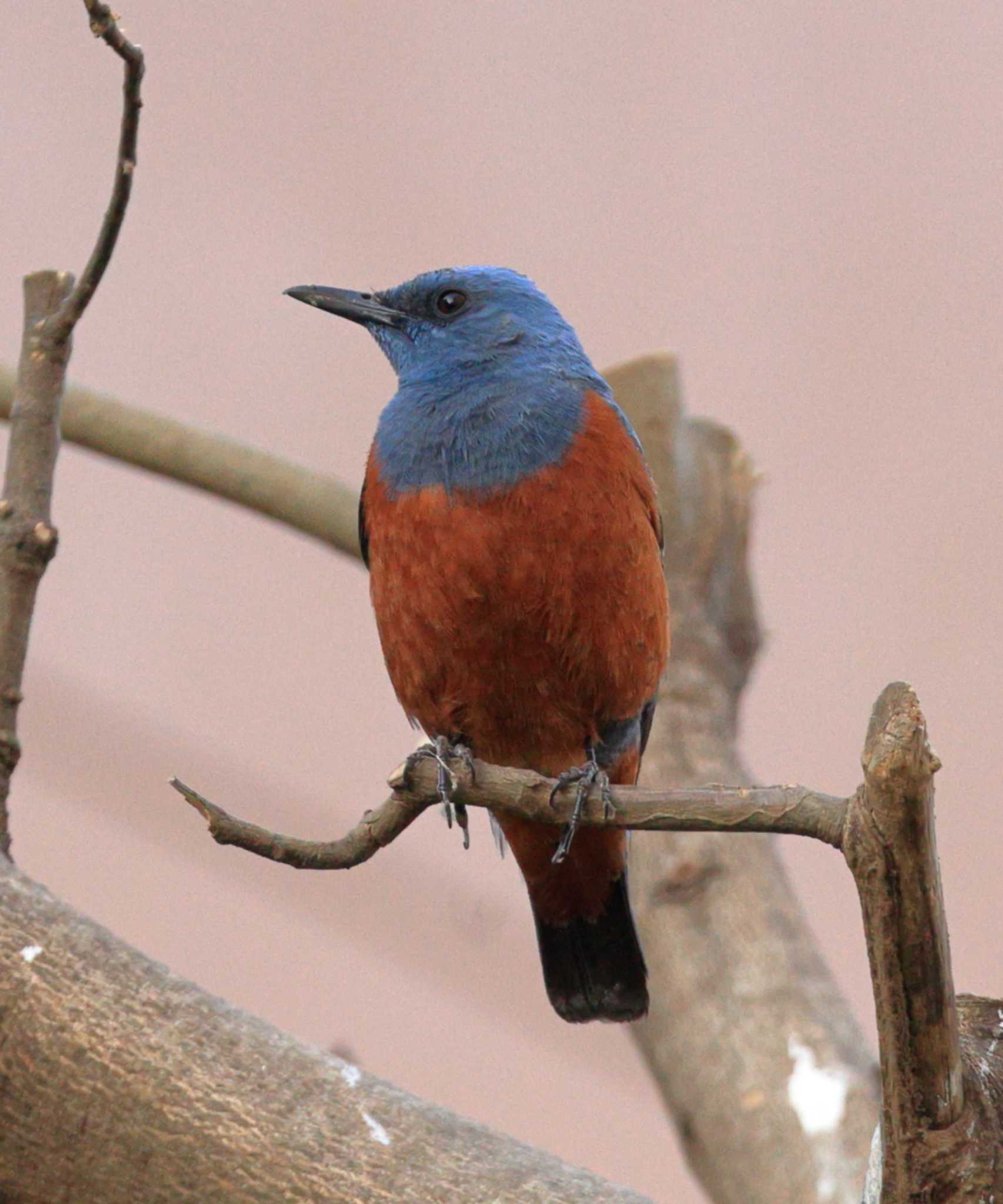 Photo of Blue Rock Thrush at 八王子市 by Picard T