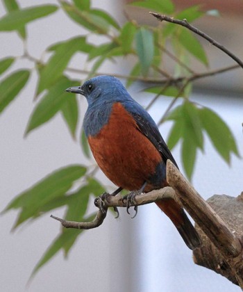 Blue Rock Thrush 八王子市 Thu, 4/14/2022