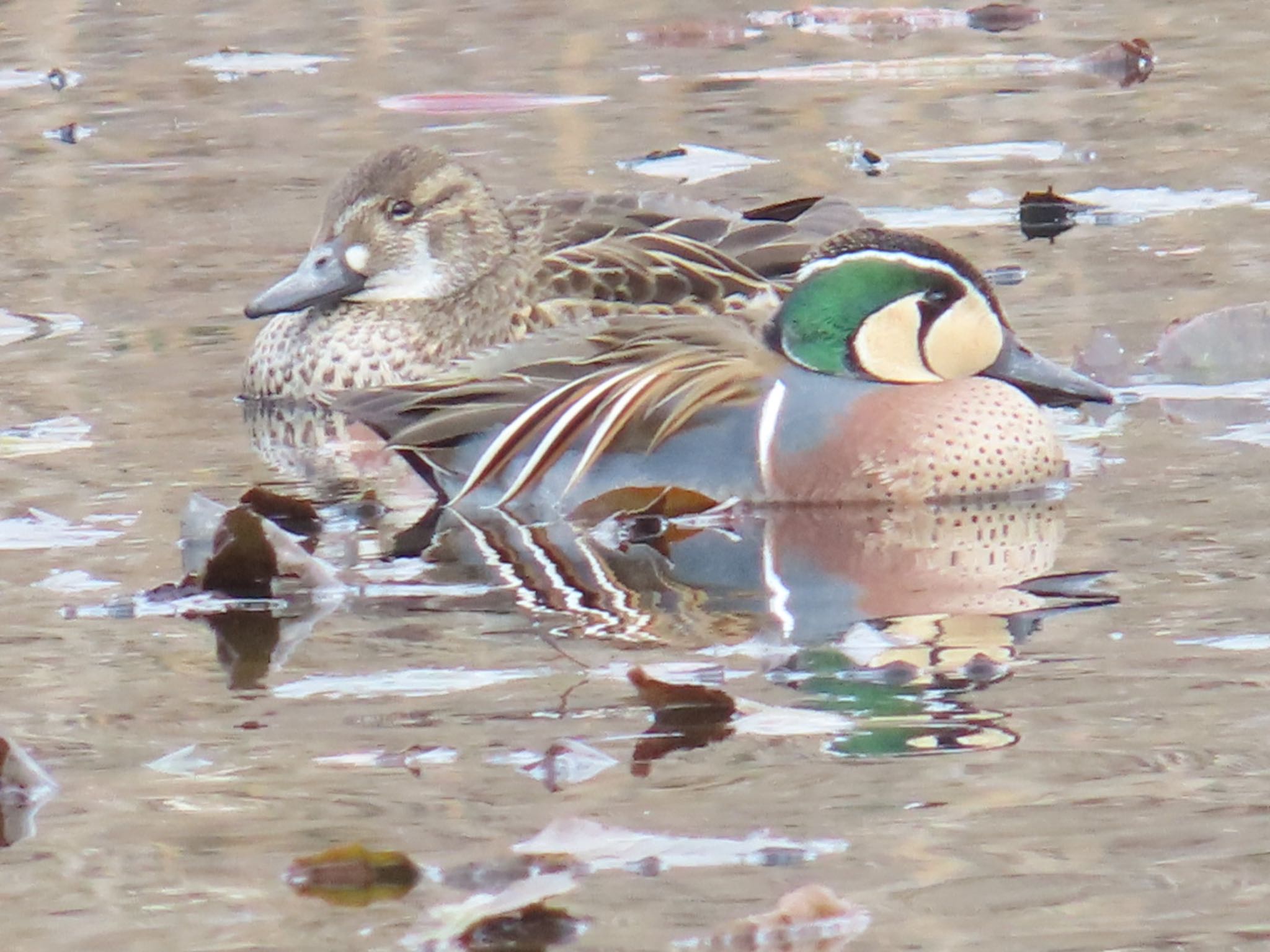 Photo of Baikal Teal at 奈良県奈良市 by みーちゃん