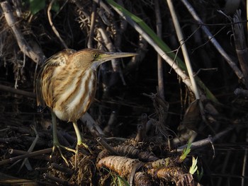 2017年11月2日(木) 舎人公園の野鳥観察記録