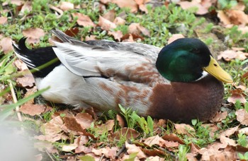 Mallard 江津湖 Thu, 4/14/2022