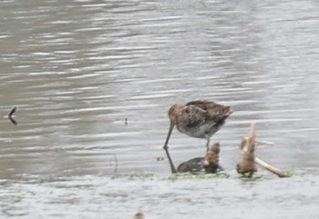 Common Snipe 江津湖 Thu, 4/14/2022