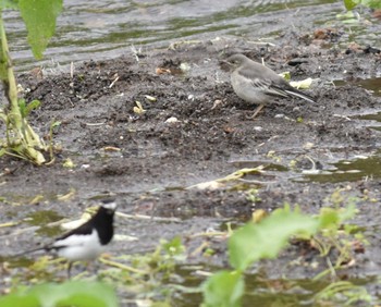 Japanese Wagtail 江津湖 Thu, 4/14/2022