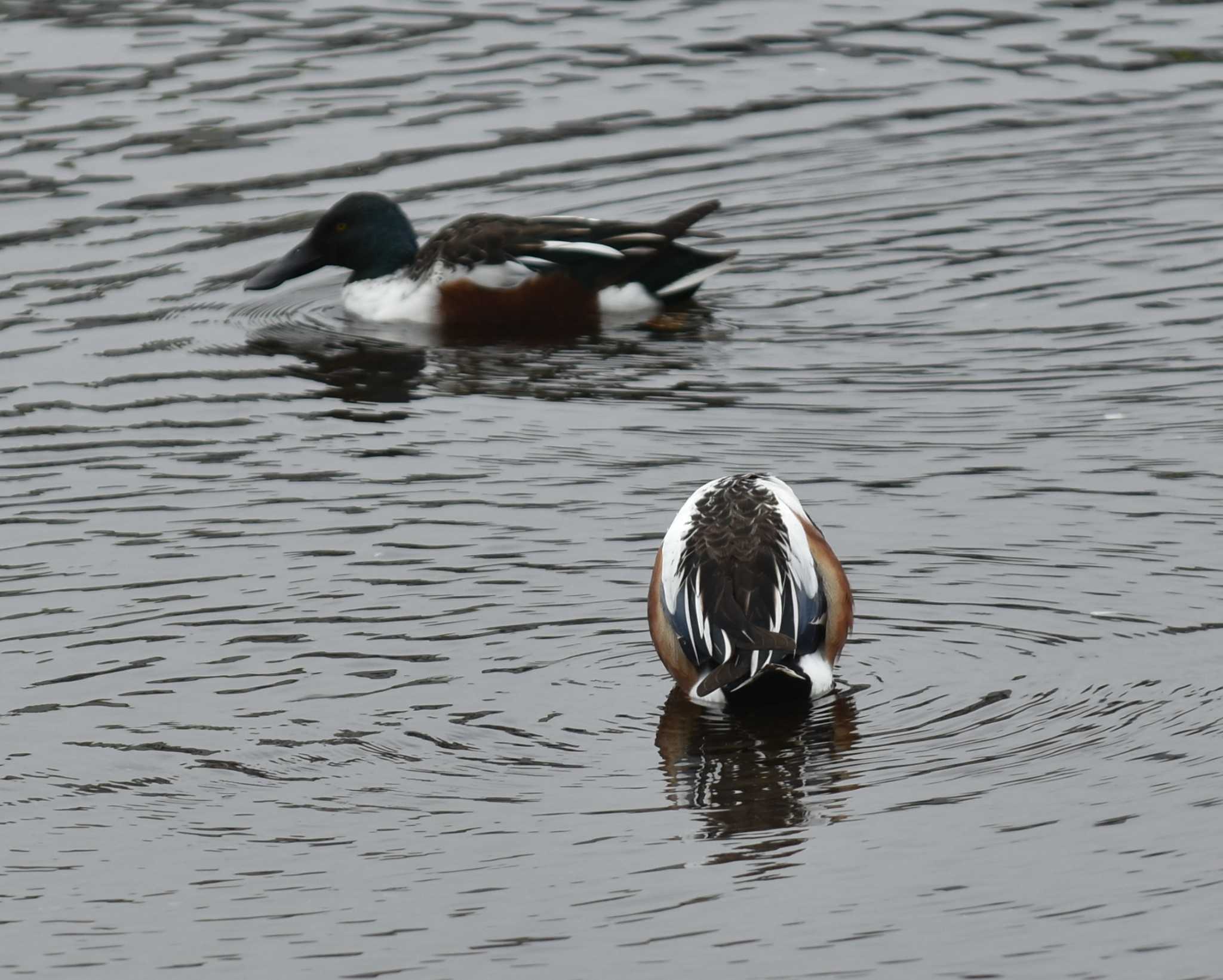 Photo of Northern Shoveler at 江津湖 by jo6ehm