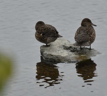 Eurasian Teal 江津湖 Thu, 4/14/2022