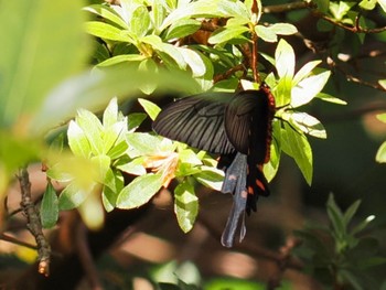 Unknown Species 龍潭寺 方広寺 Sat, 4/9/2022