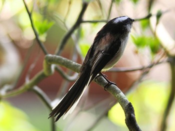 Long-tailed Tit 龍潭寺 方広寺 Sat, 4/9/2022