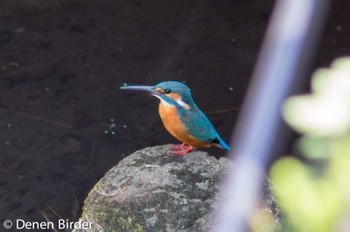 2022年4月8日(金) 等々力渓谷の野鳥観察記録