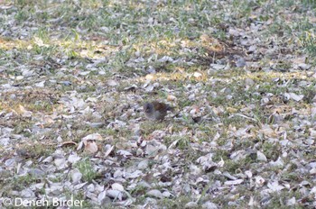 2022年2月25日(金) 明治神宮の野鳥観察記録