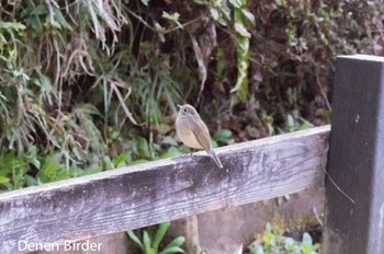 Red-flanked Bluetail Machida Yakushiike Park Fri, 4/1/2022