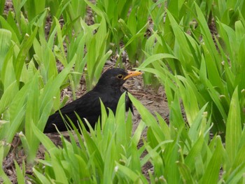 Tue, 4/5/2022 Birding report at Chaoyang Park(Beijing)