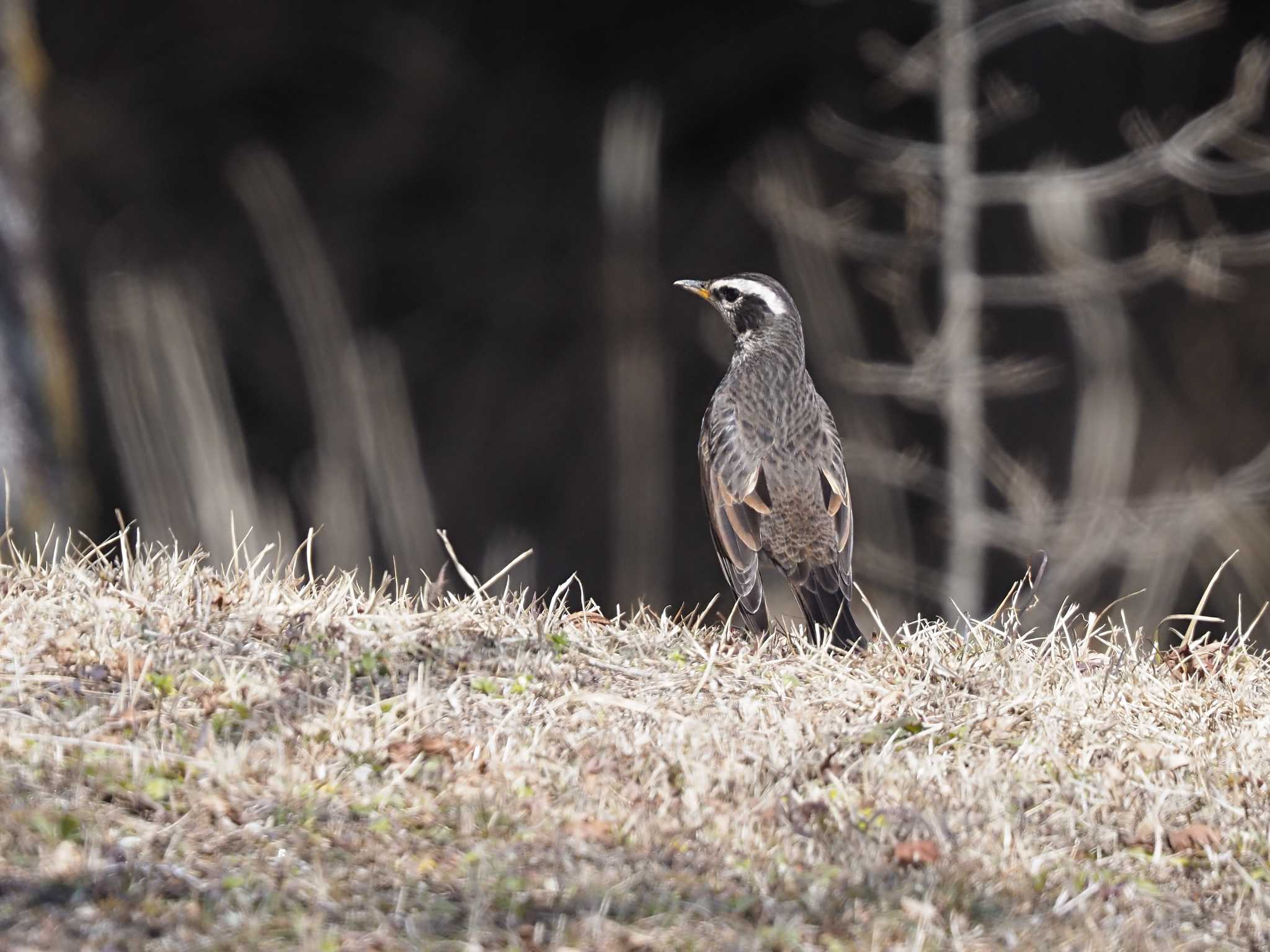 Photo of Dusky Thrush at 長野県駒ヶ根市 by solaris