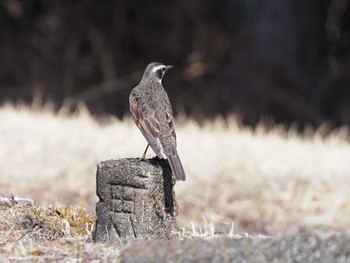 ツグミ 長野県駒ヶ根市 2022年3月12日(土)