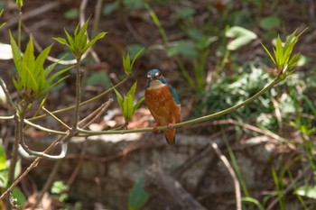 Common Kingfisher 猿江恩賜公園 Sat, 4/9/2022