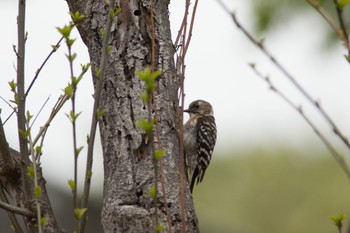 Japanese Pygmy Woodpecker 新左近川親水公園 Thu, 4/14/2022